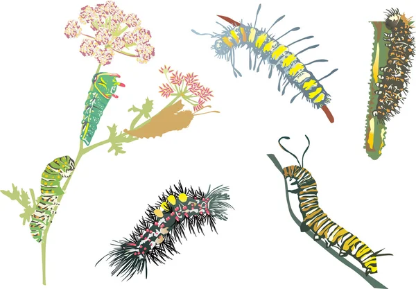 Color caterpillar collection — Stock Vector