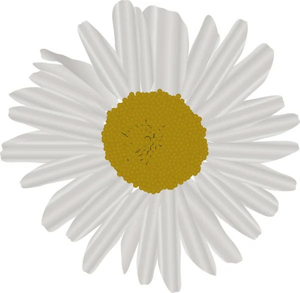 Manzanilla flor ilustración — Vector de stock