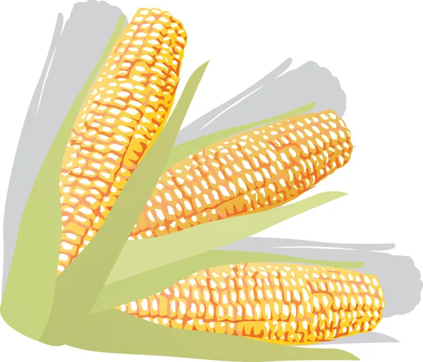 Изолированная иллюстрация кукурузы — стоковый вектор