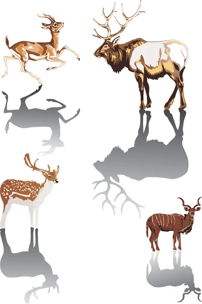 Horned animals with reflection — Stock Vector