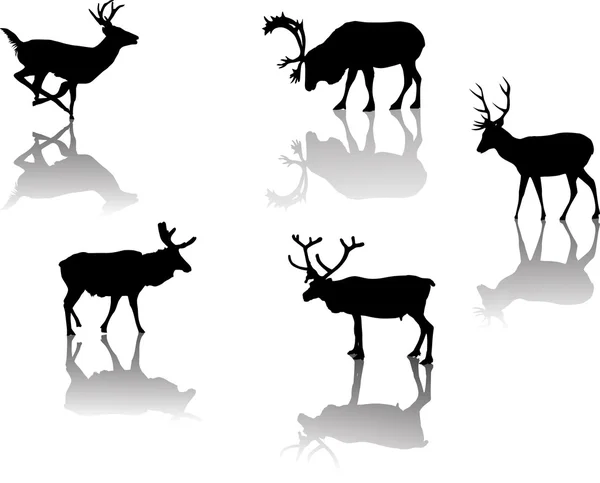 Five deers with reflections — Stock Vector