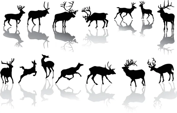 Fourteen deers with reflections — Stock Vector