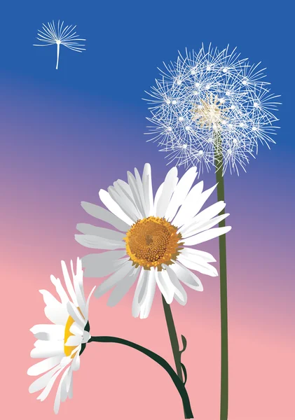 White dandelion and two chamomilles — Stock Vector