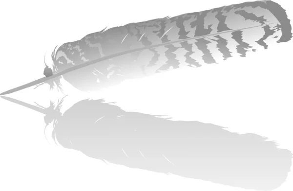 Полосатое серое перо с отражением — стоковый вектор