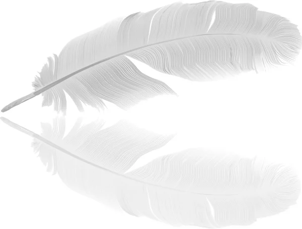 Detailed light feather and reflection — Stock Vector