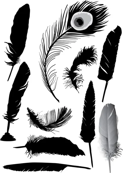 Ten black feathers — Stock Vector