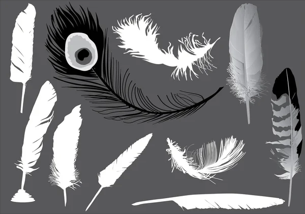 Ten feathers on grey — Stock Vector