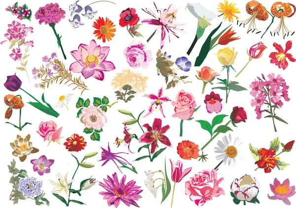 Μεγάλη συλλογή με λουλούδια — Διανυσματικό Αρχείο