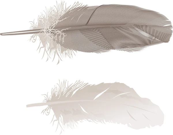 Dos plumas grises — Vector de stock