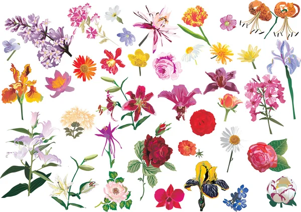 Gran colección de flores — Vector de stock