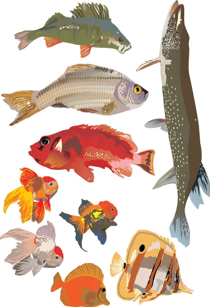 Abbildung zu neun Fischen — Stockvektor
