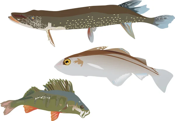 Tre fiskar på vit — Stock vektor