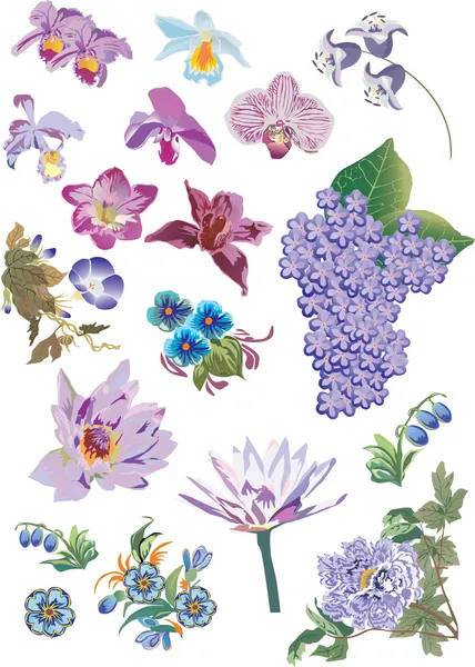 Collezione fiori di colore lilla — Vettoriale Stock