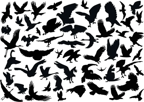 Padesát čtyři ptačí siluety — Stockový vektor