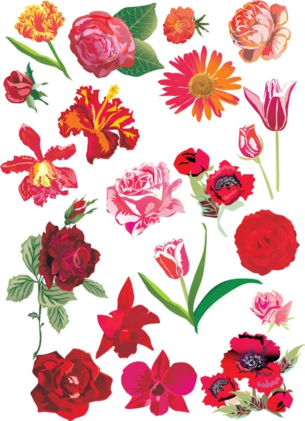 Röda blommor samling — Stock vektor