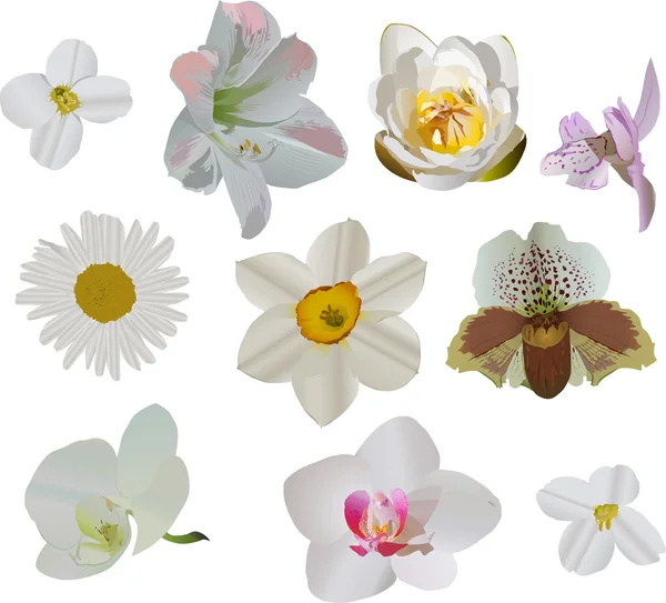 白い花のコレクション図 — ストックベクタ