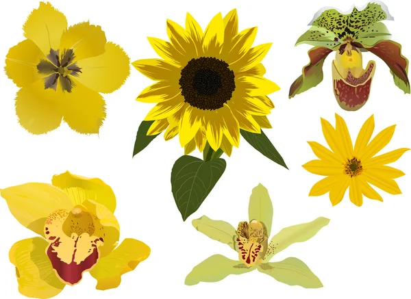 Gelbe Blumen Sammlung Illustration — Stockvektor