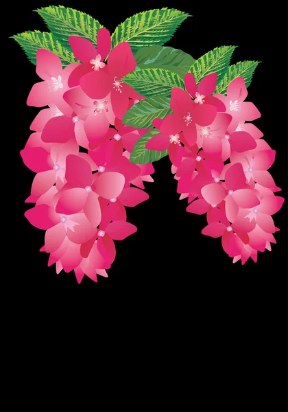 Dos ramas de flores rosadas — Archivo Imágenes Vectoriales