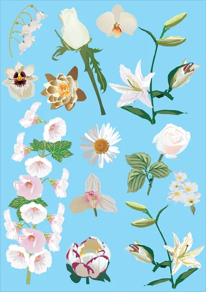 Συλλογή άσπρα λουλούδια που απομονώνονται σε blu — Διανυσματικό Αρχείο