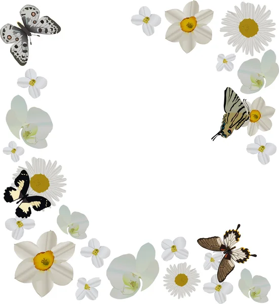 Weiße Blumen und Schmetterlinge umrahmen — Stockvektor