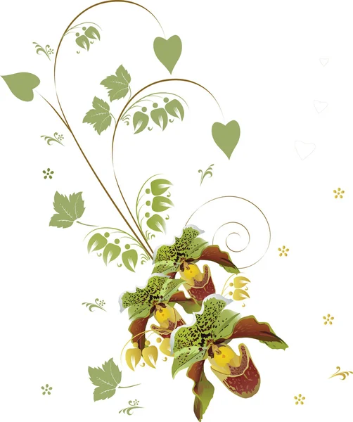 绿色卷曲的兰花 — 图库矢量图片