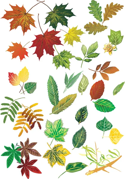 秋の紅葉を設定 — ストックベクタ