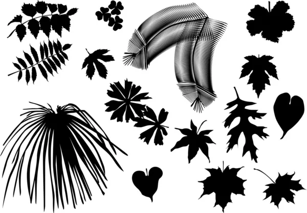 Farklı ağaç yapraklar silhouettes — Stok Vektör