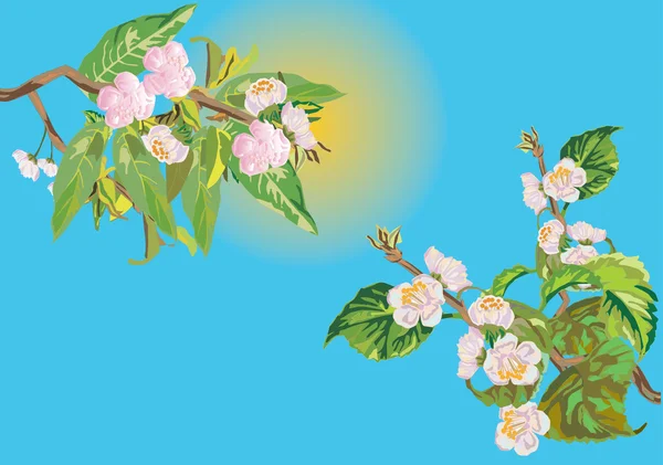 Сакура рожеві квіти — стоковий вектор