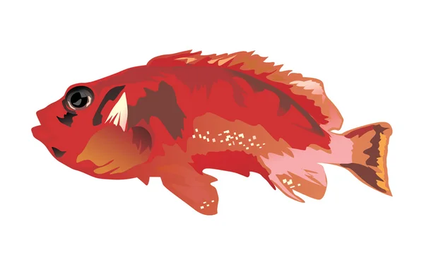 Roter Fisch isoliert auf weißem — Stockvektor