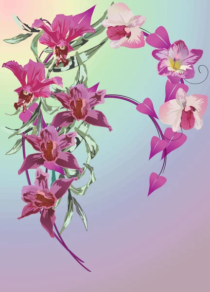 Fialové orchideje curl — Stockový vektor