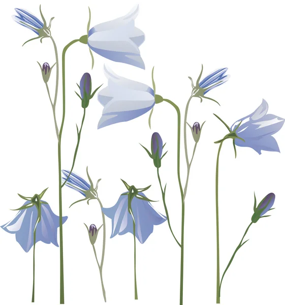 Blue campanula flowers on white — Stock Vector