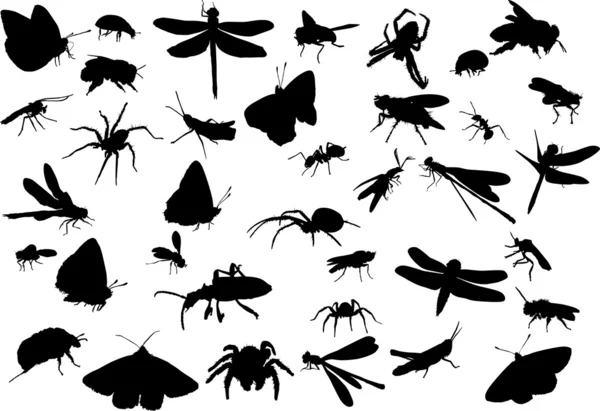 Insect — Stock Vector