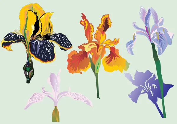 Four iris flowers collection — Stock Vector
