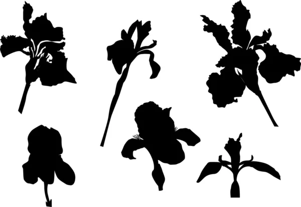 Iris siluet koleksiyonu — Stok Vektör