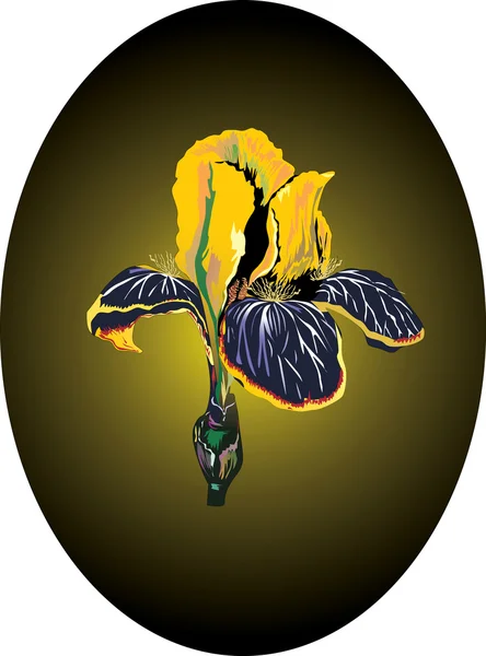 Blå och gul iris illustration — Stock vektor