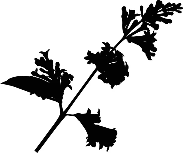 Beyaz üzerine Eflatun çiçekler — Stok Vektör
