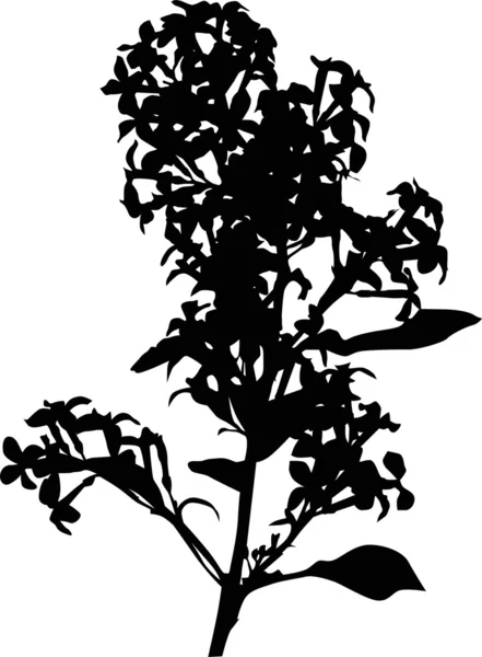 Lilac flower branch silhouette — Stock Vector