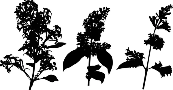 Tres ramas de flores lila — Archivo Imágenes Vectoriales