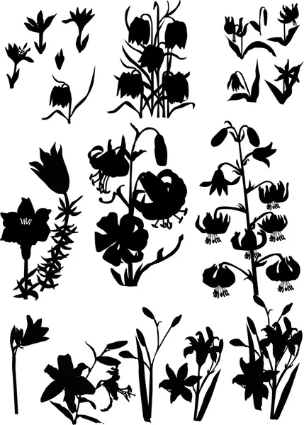 Black lily silhouettes — Stock Vector