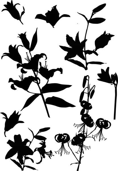 ユリの花のシルエット — ストックベクタ