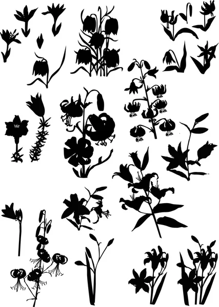 Stor uppsättning lily silhuetter — Stock vektor