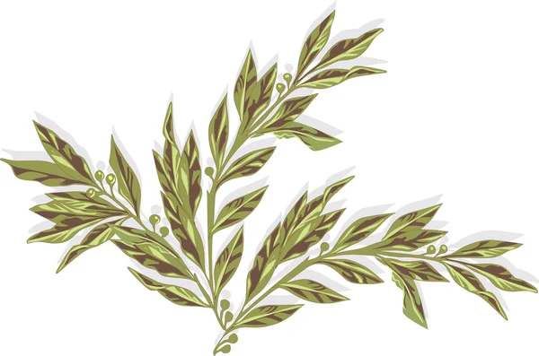 Branche de laurier vert isolé sur blanc — Image vectorielle