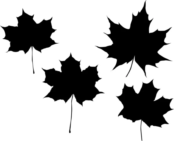 カエデの葉の図 — ストックベクタ