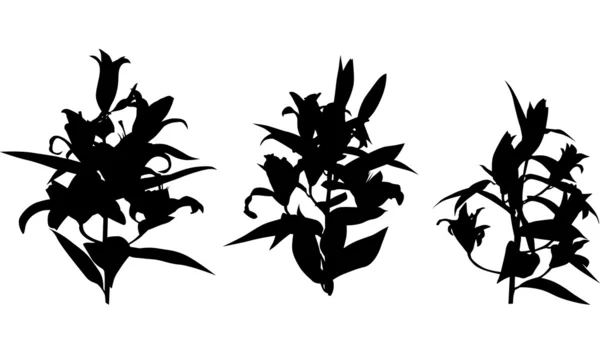 Tři lilie siluety — Stockový vektor