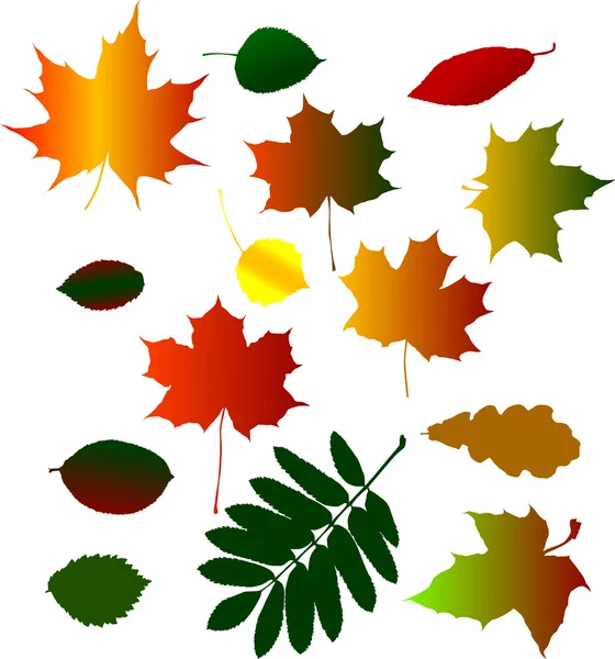 Colección de follaje de otoño diferente — Vector de stock