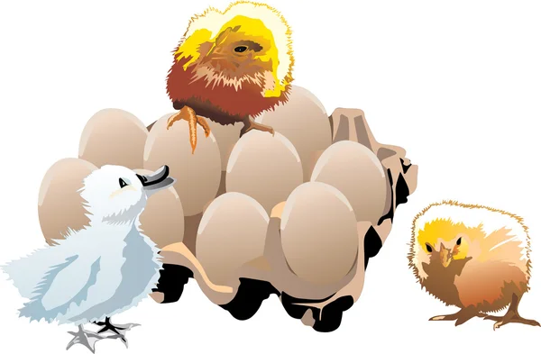 Kippen, eendje en egges — Stockvector