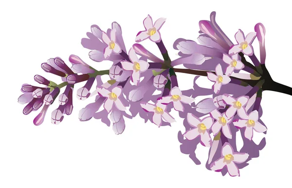 Ramo isolado da flor lilás — Vetor de Stock