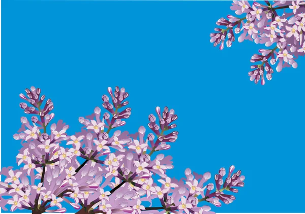 Lilac flowers on blue background — Stock Vector