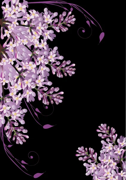Flores lilás isoladas em preto — Vetor de Stock