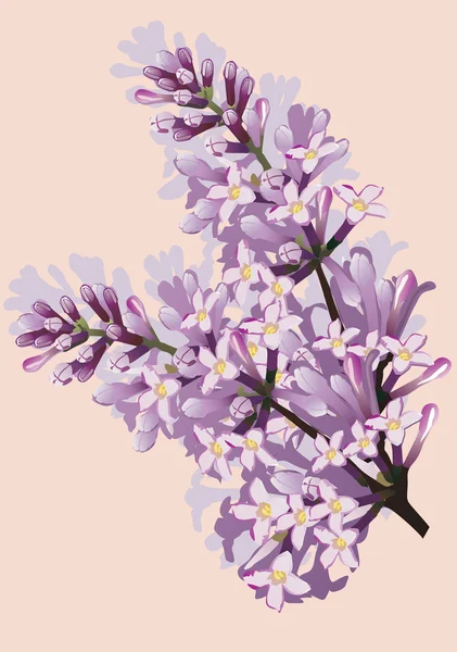Lilac flowers — Stock Vector